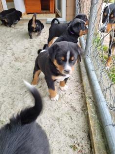 Welpen Appenzeller Sennenhund