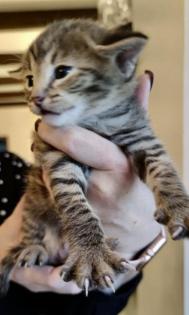 Wir haben immer mal wieder sehr Typvolle Savannah Kitten abzugeben.