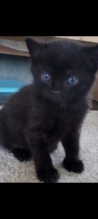 Katzen Kitten Kätzchen 12 Wochen alt abzugeben