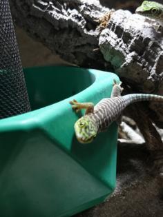 Biete 3 Phelsuma standingi Nachzuchten