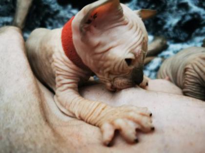 Sphynx kitten