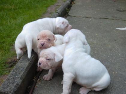 American White Bulldog Welpen