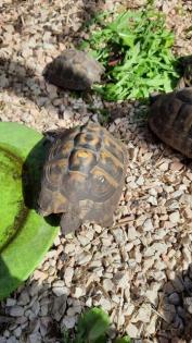 Griechische Landschildkröten