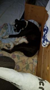 Unsere Boxer Welpen sind da