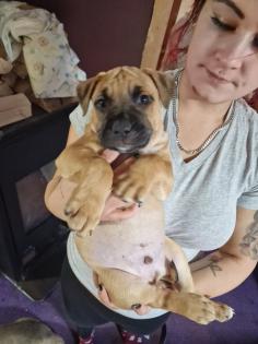Hundewelpen Mischlingen
