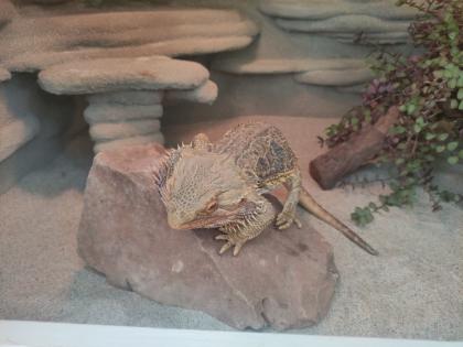 Bartagame mit Terrarium und viel Zubehör
