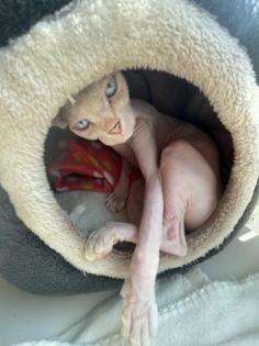 Canadian Sphynx zu verkaufen