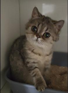 Süße bkh Kittens suchen liebevolle Zuhause