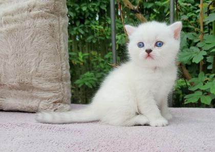 Britisch Kurzhaar BKH Kitten in chocolate und lilac tabby point