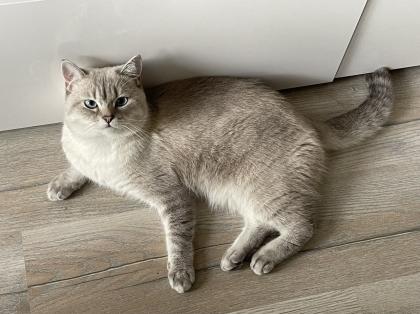 BKH Deckkater mit Stammbaum Videoüberwacht