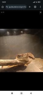 2. 0 Boa Constrictor Imperator