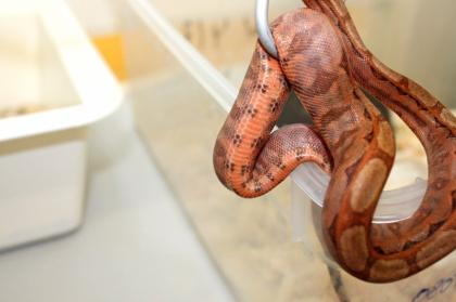 Wir geben ab aus eigener Nachzucht B. c. i. CA poss. Super Hypo Sonora erythristic kleinbleibe