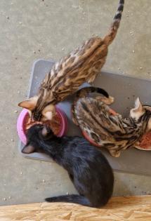 Bengal Kitten suchen ein liebevolles zu Hause