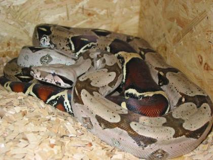 Adulte Boa constrictor / Zuchttiere