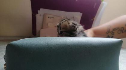 Ragdoll-Perser Kitten