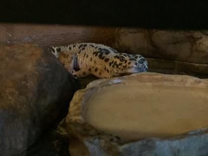 Leopardgeckos suchen neues zu Hause