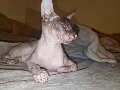 Don Sphynx weiblich