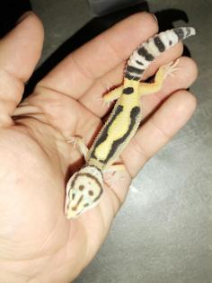 Leopardgecko Weibchen
