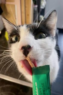 Snoopy Kater mit Charakter Charme sucht Traumzuhause