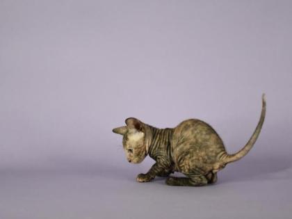 Reinrassige Sphynx Kitten Don