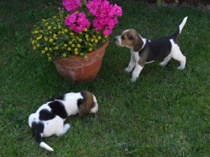 BEAGLE-Welpen