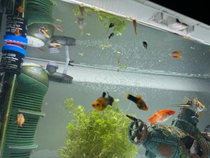 Aquarium mit Fische und Zubehör