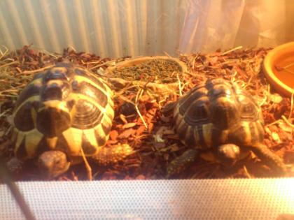 2 Griechische Landschildkröten