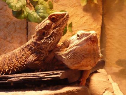 Bartagamen inkl. Holzterrarien und zahlreichem Zubehör zu verkaufen