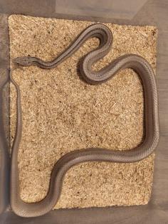 1. 0 Kornnatter Ghost-Striped het. Diffused