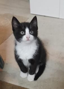 Kitten scotische Mutter und EKH Vater