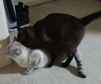 Thaisiam Deckkater