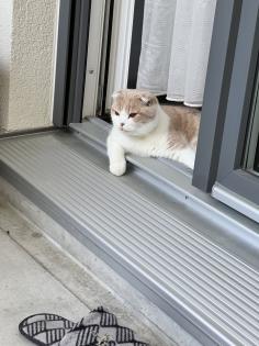 Scottish, Fold Kater