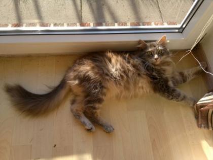 Süße, liebe Maine Coon Dame