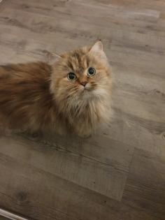 Siam-Perser-Mix Katzenwelpen