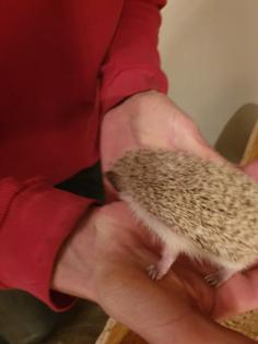 Weißbauchigel Babys