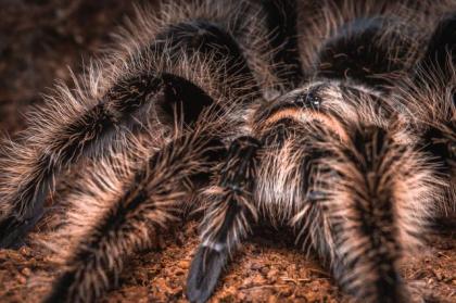 Brachypelma Albopilosum