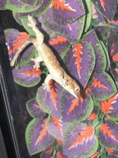 Kronengeckos Correlophus ciliatus - Nachzuchten abzugeben