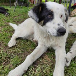 Orestes / Status sucht ein Zuhause