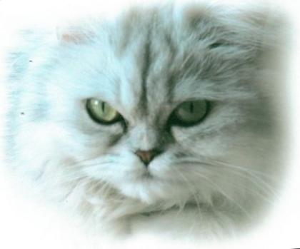 Perserkatze MIT Nase, grünen Augen, gechipt, nicht sterillisiert