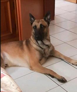 Malinois Belgischer Schäferhund