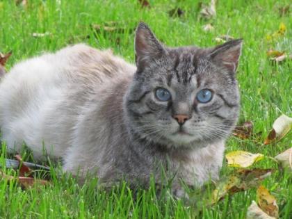 Unser Kater Yogi sucht ein neues Heim