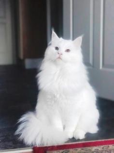 Maine Coon Kitten in Schneeweiß