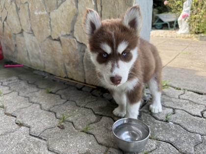 Sibirische Husky-Welpen 8 Wochen alt, geimpft entwurmt