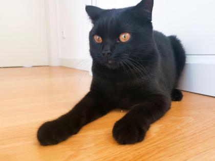Kater BKH - schwarz/dunkelbraun - 8 Monate alt