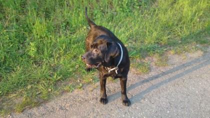 Suche für meinen Labrador Rüden Charly ein neues schönes Zuhause