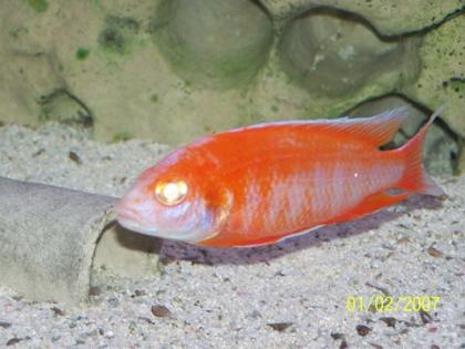 Aulonocara jakob. cape Mc clear Albino