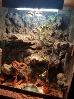 3 adulte Kornnattern mit hochwertigem Eigenbauterrarium