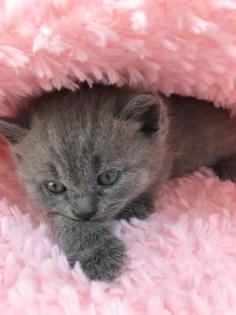 Zauberhafte BKH Kitten