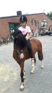 Aus Hobby Zucht mehrere Geritten und gefahrene Shettys und Ponys zu Verkaufen