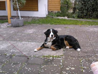 Suche Berner Sennen Deckrüde